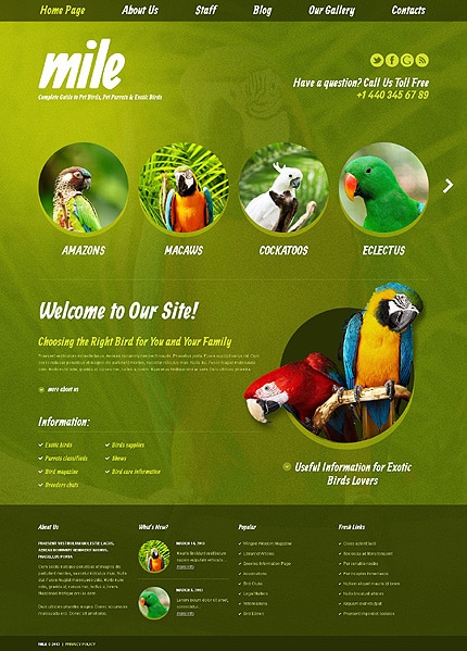 Exotic Birds Blog WordPress Theme